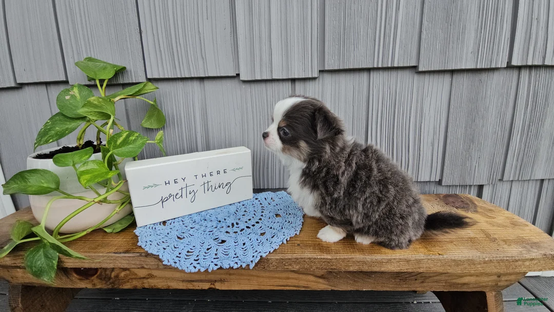 Chihuahua dogs for sale: Oliver - Ad 2