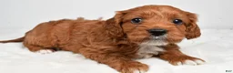 Cavapoo dogs for sale: Skittles - Ad 8
