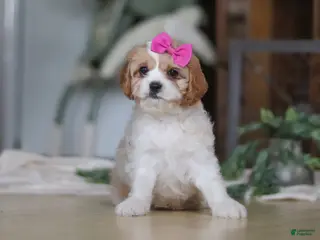 Cavapoo dogs for sale: Piper - Ad 1