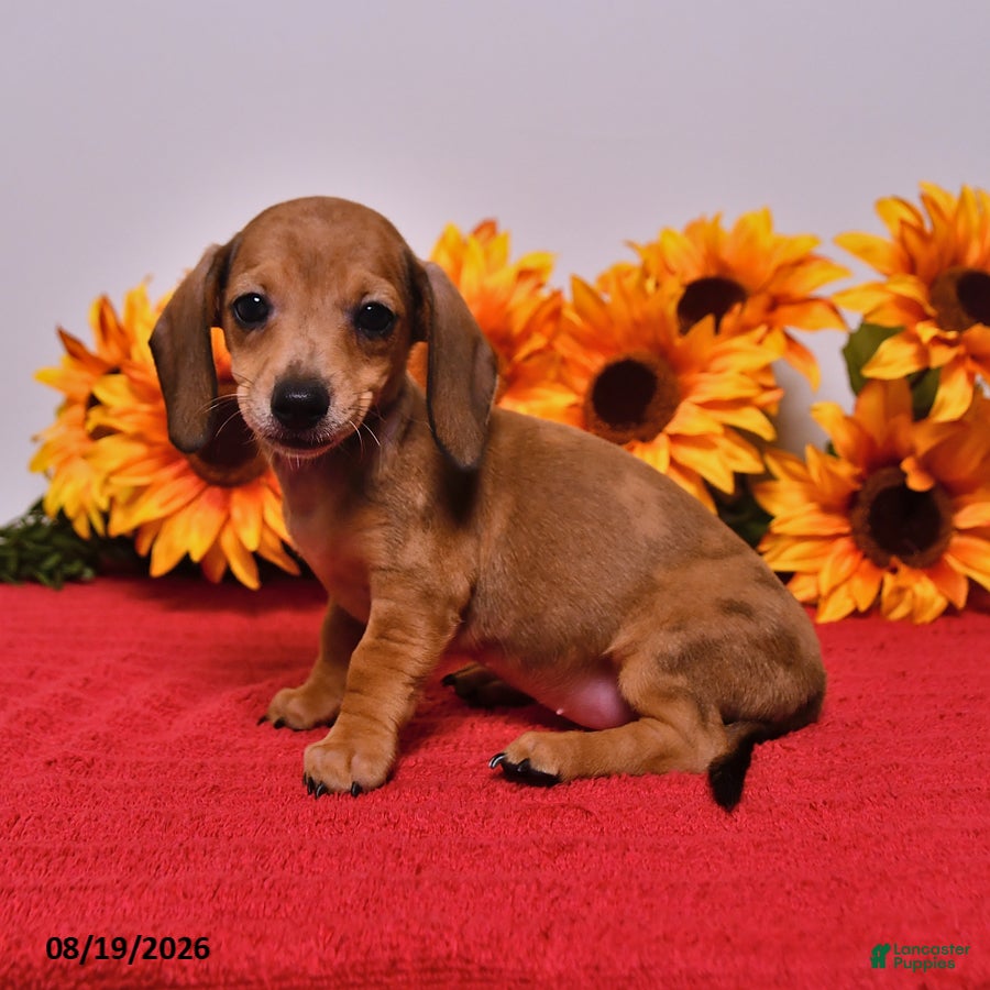 Miniature Dachshund dogs Dottie - Ad 1