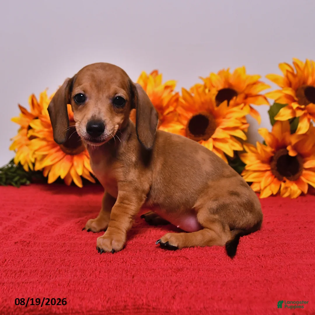 Miniature Dachshund dogs for sale: Dottie - Ad 1
