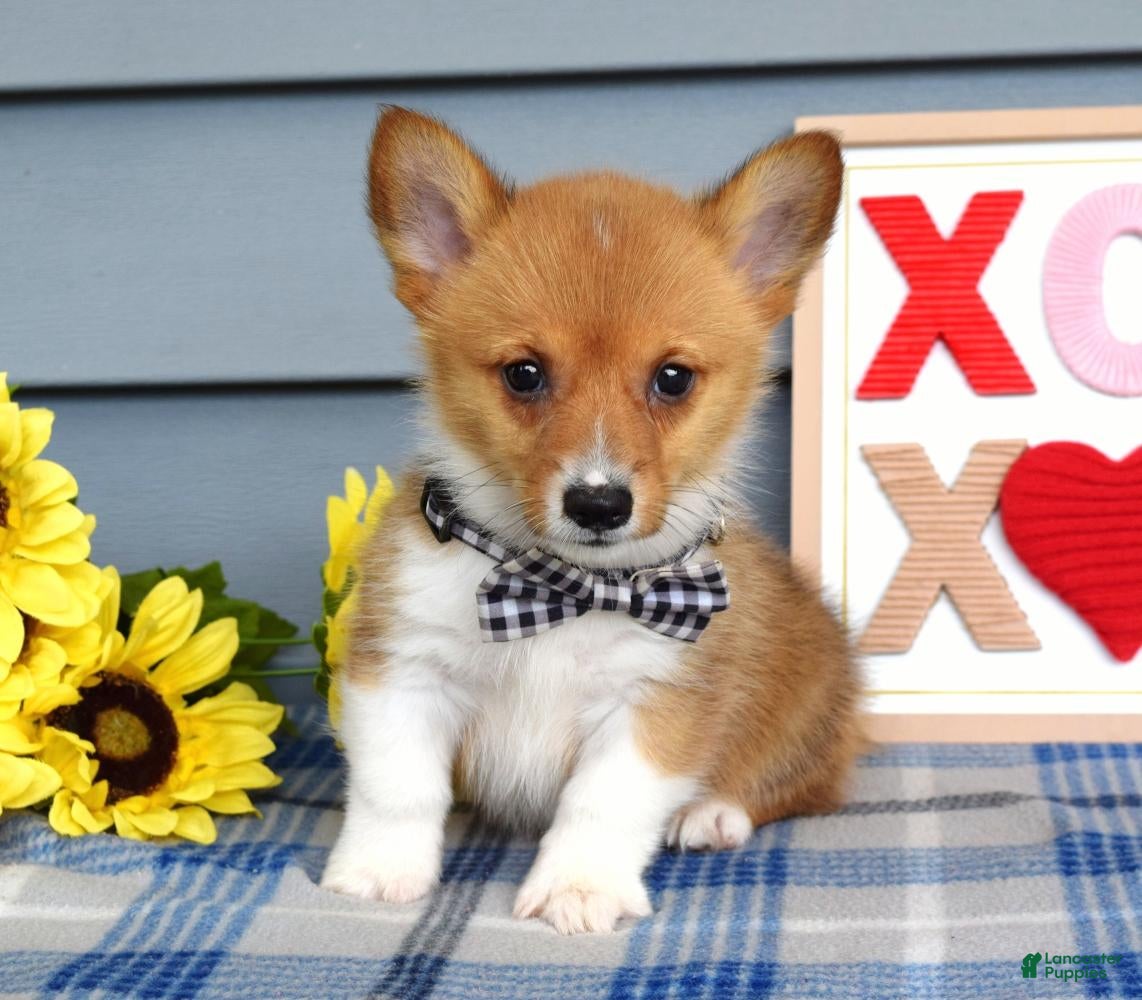 Welsh Corgi Pembroke dogs Winston - Ad 1