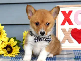 Welsh Corgi Pembroke dogs for sale: Winston - Ad 2