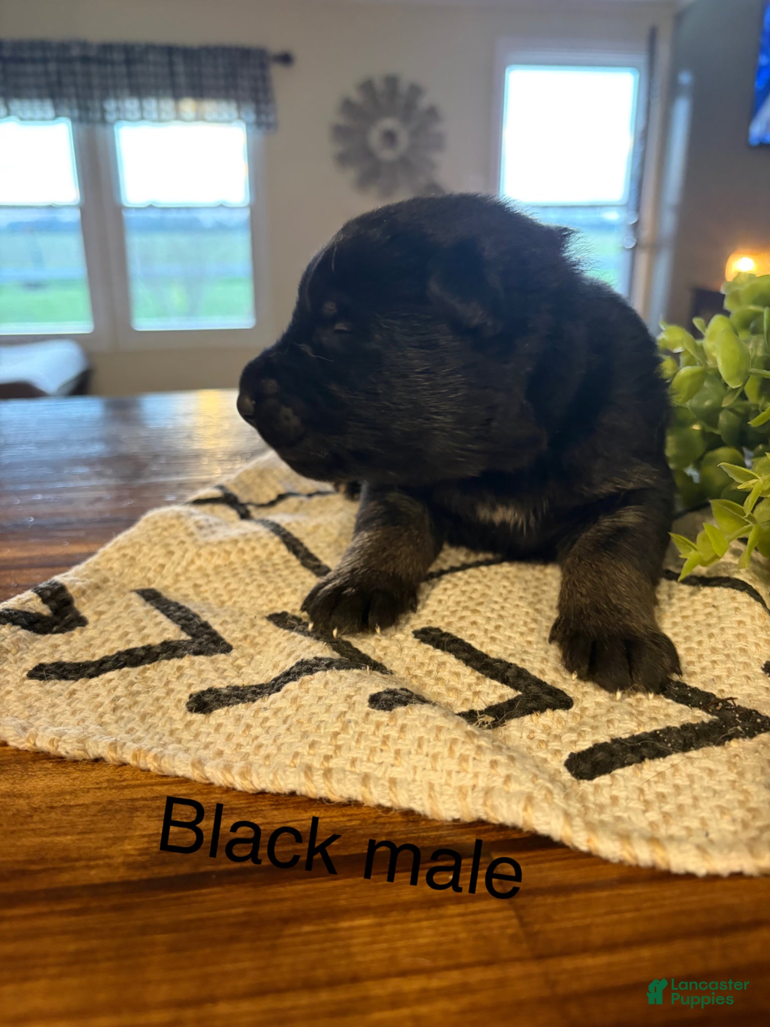 German Shepherd dogs German Shepherd  - Ad 2