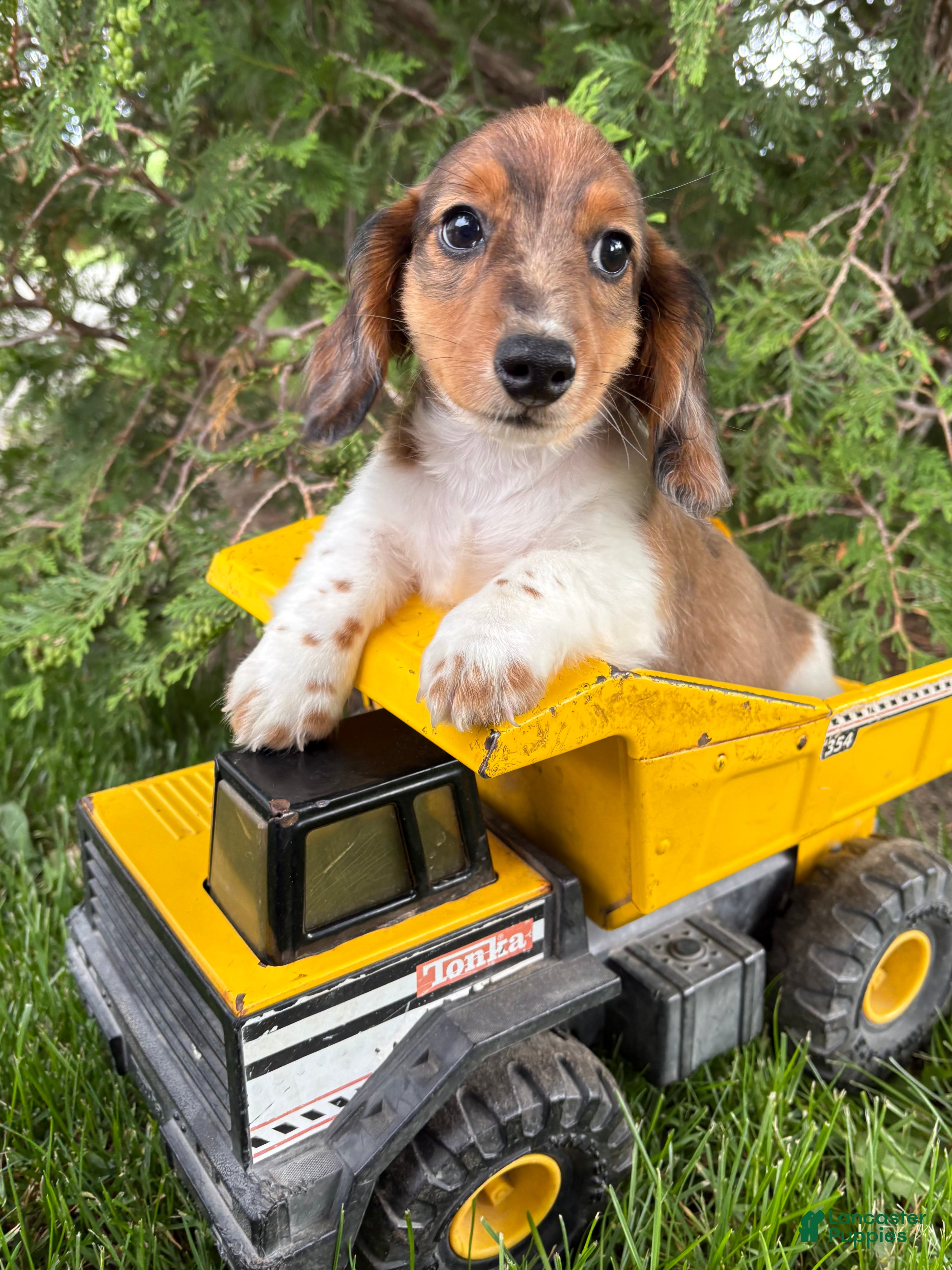 Dachshund dogs Wallen - Ad 2