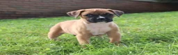 Boxer dogs for sale: Pedro - Ad 12