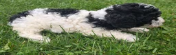 Cockapoo dogs for sale: Cockapoo Female 1 - Ad 3