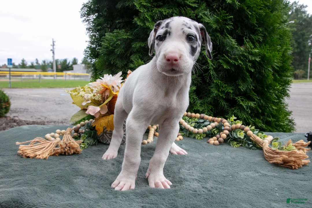 Great Dane dogs for sale: Rascal - Ad 2