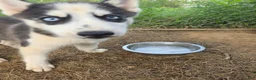 Siberian Husky dogs for sale: Siberian Husky 1 - Ad 3