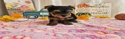 Yorkshire Terrier dogs for sale: Mason Jay - Ad 8