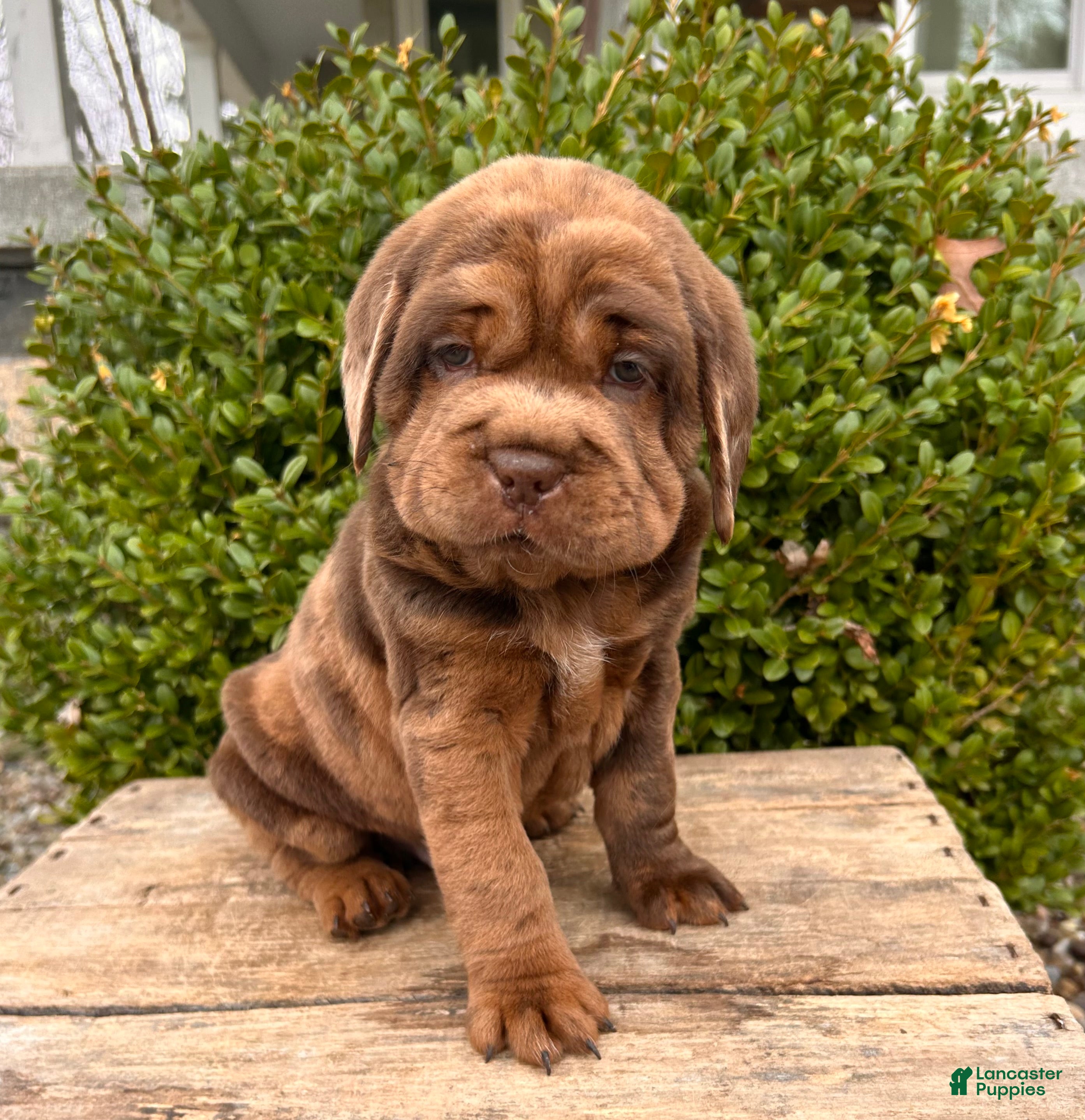 Mini Hippo dogs Ike - Ad 2