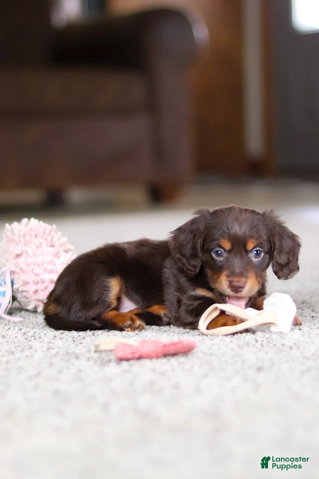 Miniature Dachshund dogs for sale: Zoey - Ad 14