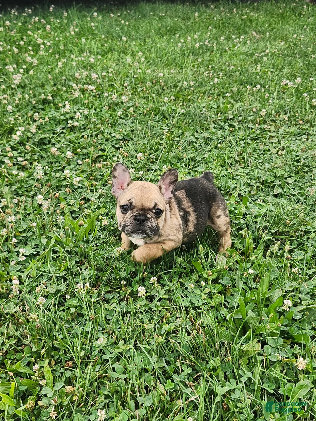 French Bulldog dogs Dagger - Ad 2