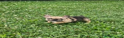 French Bulldog dogs for sale: Dagger - Ad 2
