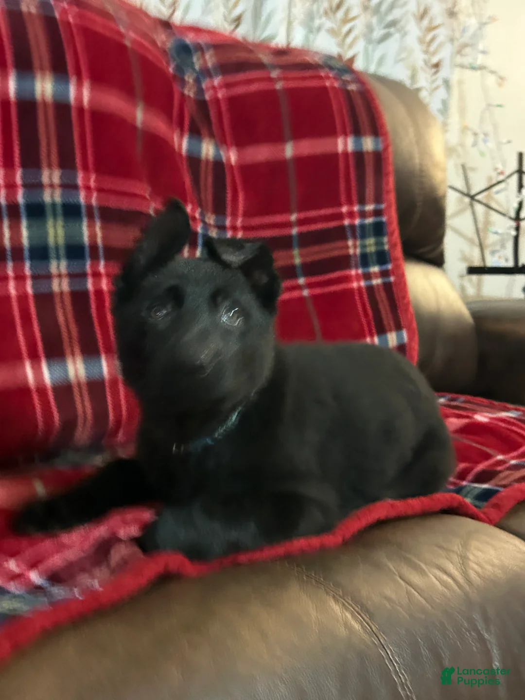 German Shepherd dogs for sale: Cody/Willow Light Blue - Ad 4