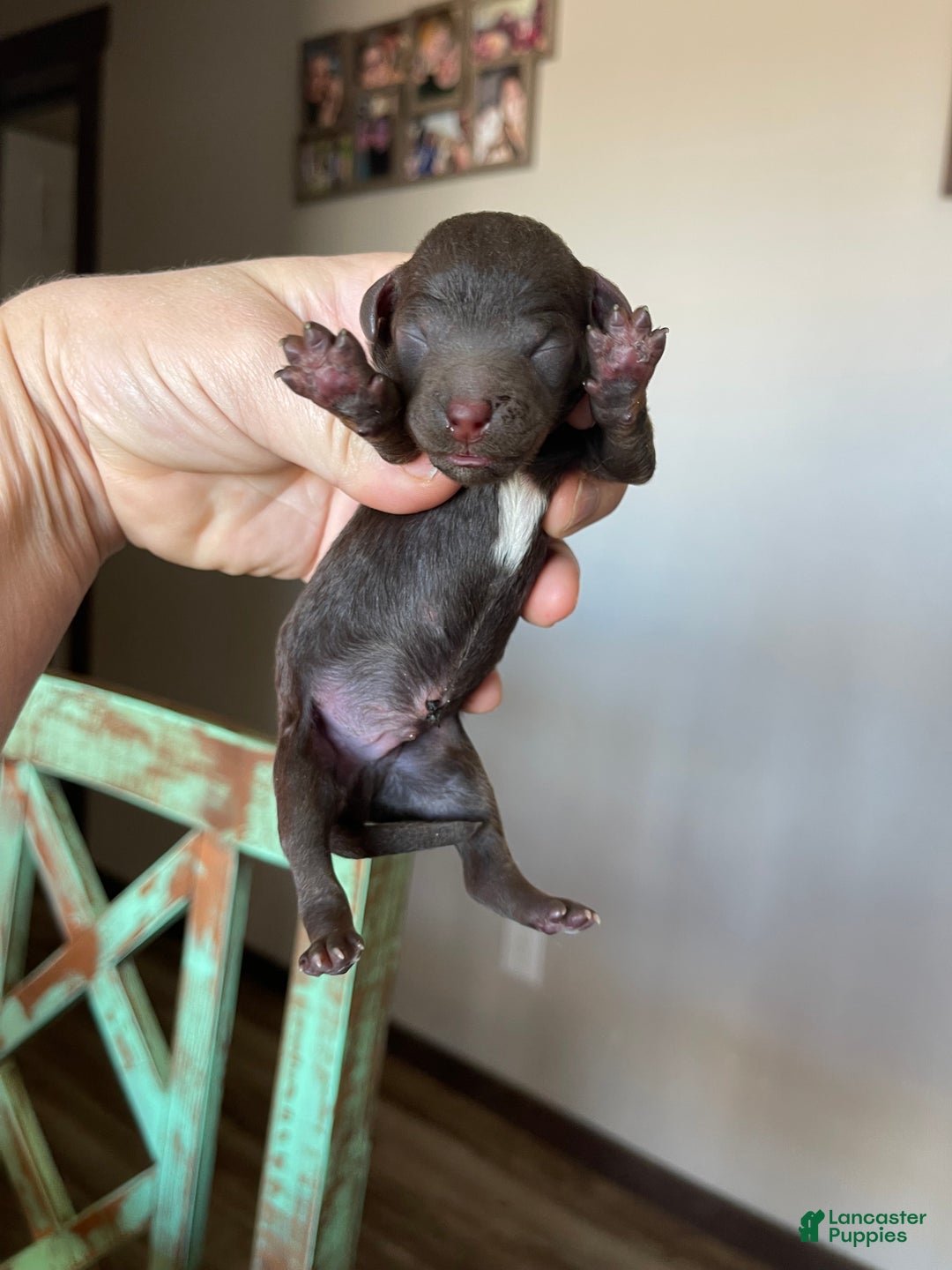 Miniature Poodle dogs for sale: Akc Clear Chocolate Merle Phantom Boy 1 - Ad 7