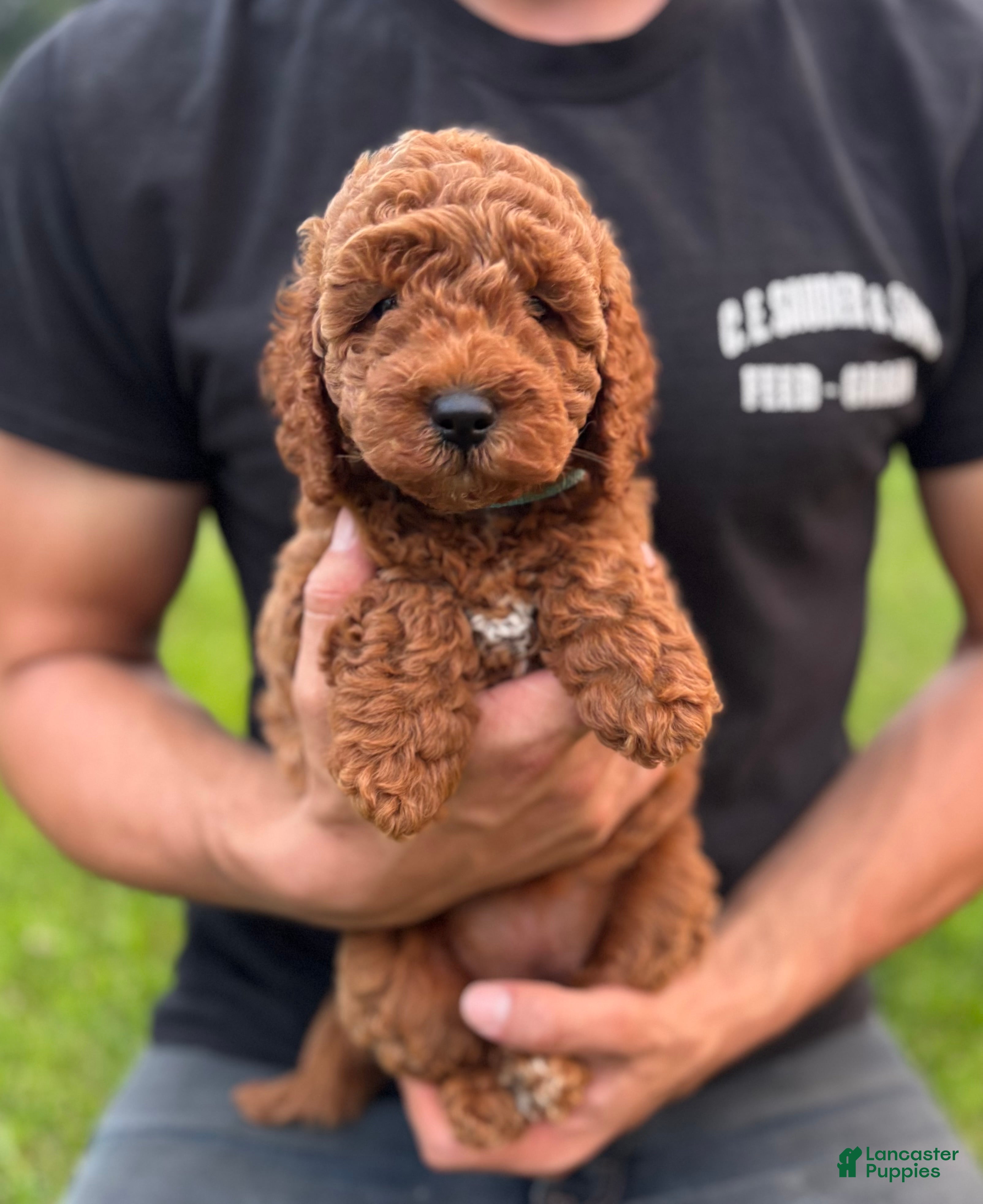 Mini Goldendoodle dogs Olive - Ad 1