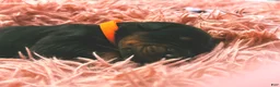 Doberman Pinscher dogs for sale: European Doberman Male (Orange collar) - Ad 1