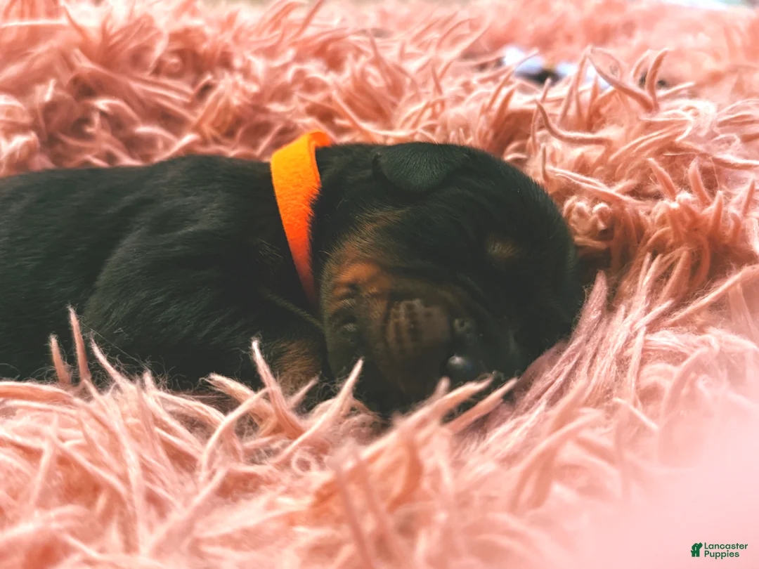 Doberman Pinscher dogs for sale: European Doberman Male (Orange collar) - Ad 1