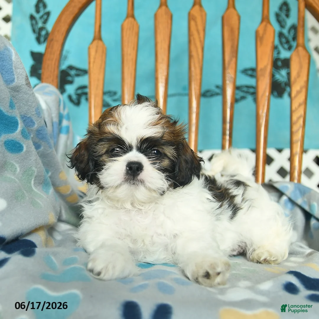 Shih Tzu dogs for sale: Owen  - Ad 2