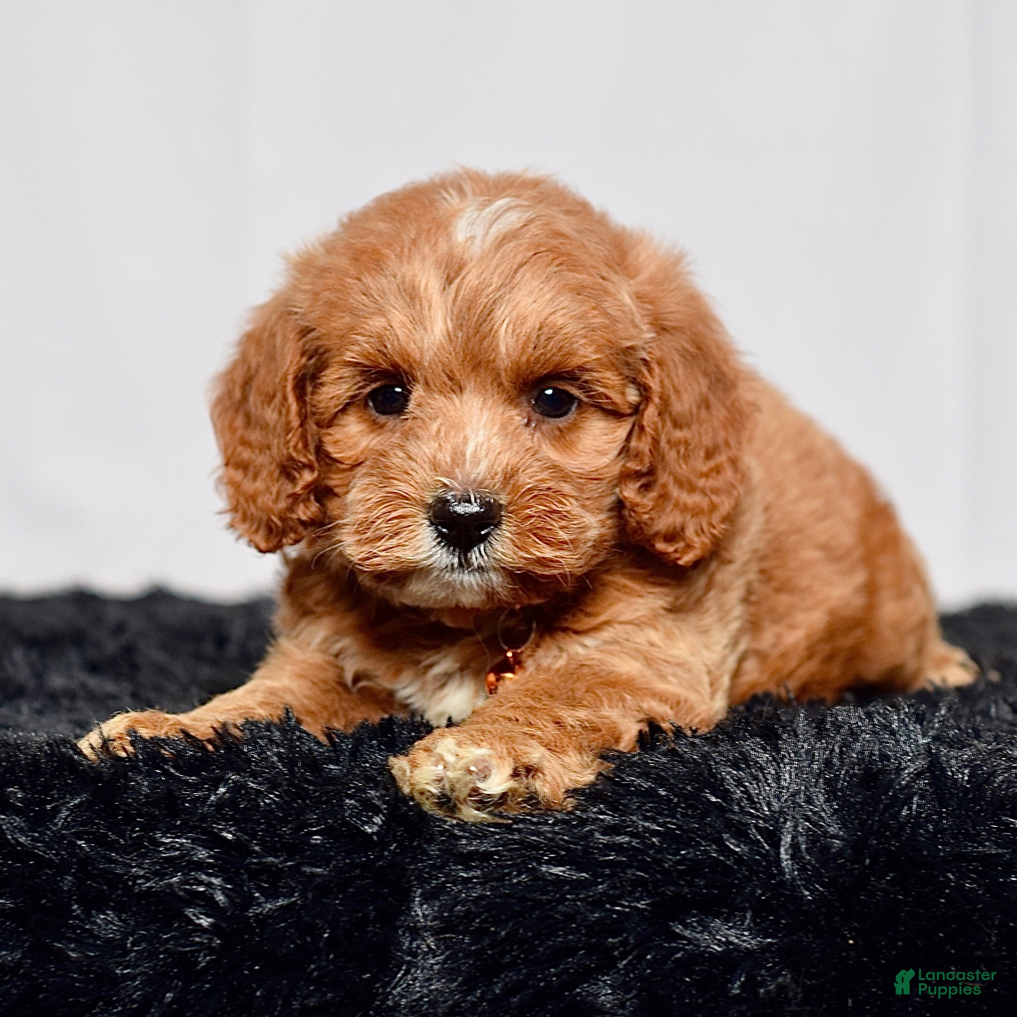 Mini Goldendoodle dogs Mr. Luigi - Ad 2