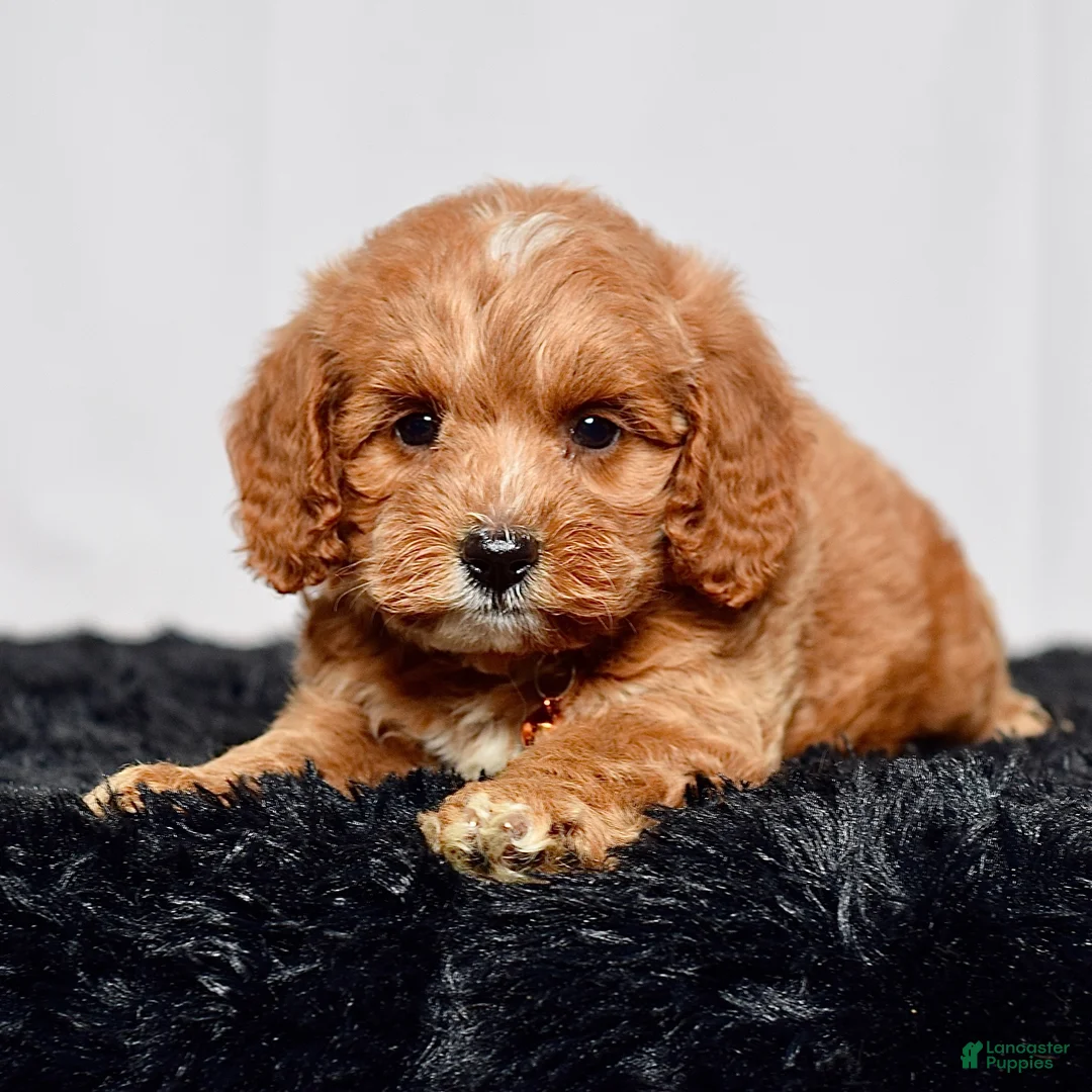 Mini Goldendoodle dogs for sale: Mr. Luigi - Ad 2