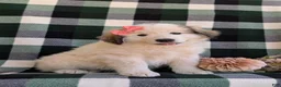 Mixed Breed dogs for sale: Morgan - Ad 8