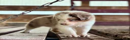 Australian Shepherd dogs for sale: Banks - Ad 13