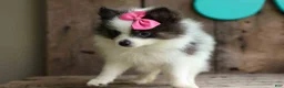 Pomeranian dogs for sale: Estella🎀 - Ad 18