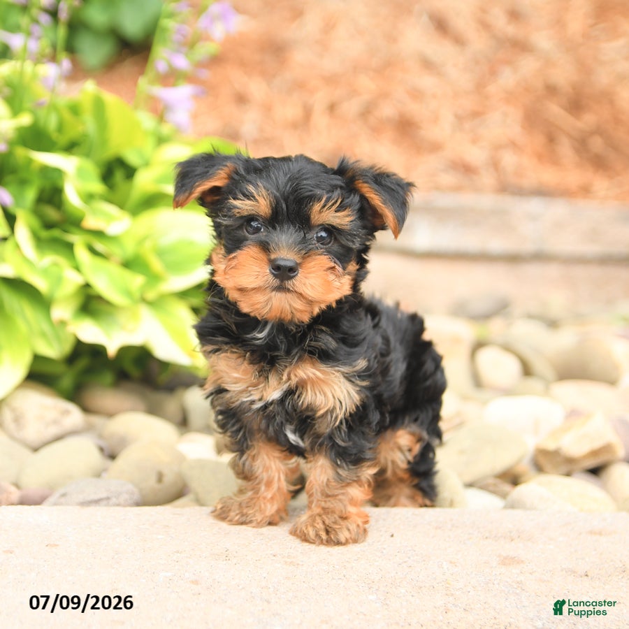 Yorkshire Terrier dogs Scott - Ad 1