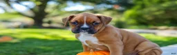 Boxer dogs for sale: Max - Ad 11