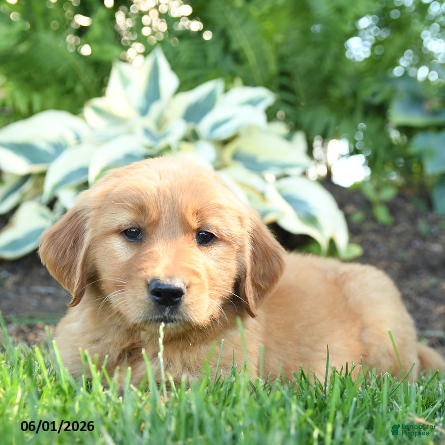 Golden Retriever dogs Alexander - Ad 2