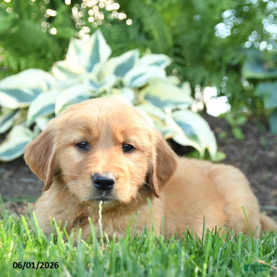 Golden Retriever dogs for sale: Alexander - Ad 2