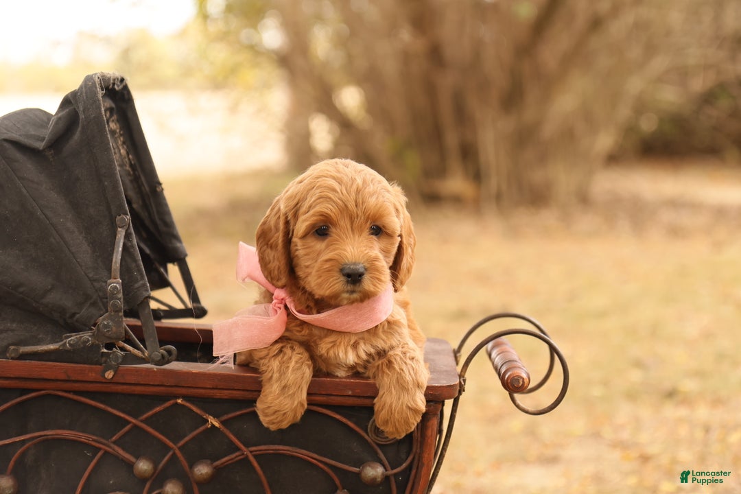 Mini Goldendoodle dogs for sale: Misty - Ad 3