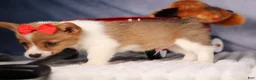 Welsh Corgi Pembroke dogs for sale:  Brusier 🐶 - Ad 14