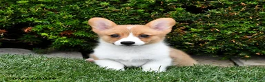 Pixie