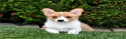 Welsh Corgi Pembroke dogs for sale: Pixie - Ad 1