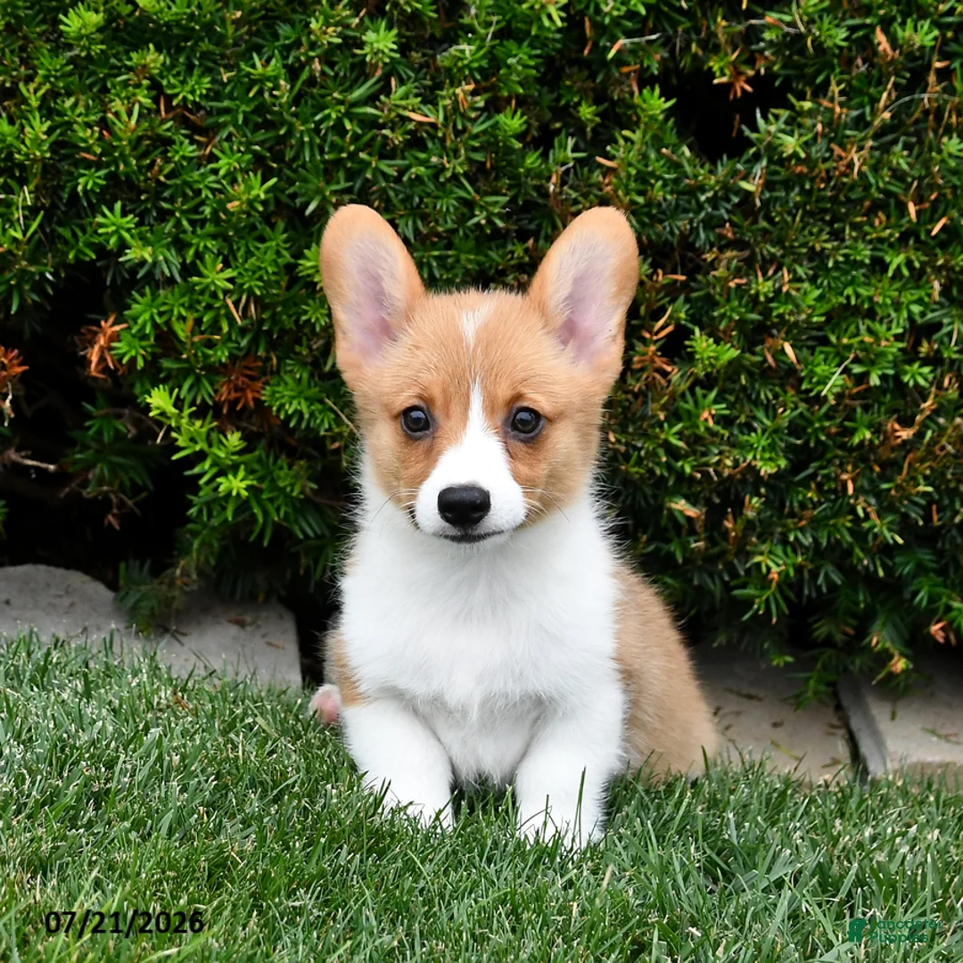 Welsh Corgi Pembroke dogs for sale: Pixie - Ad 1