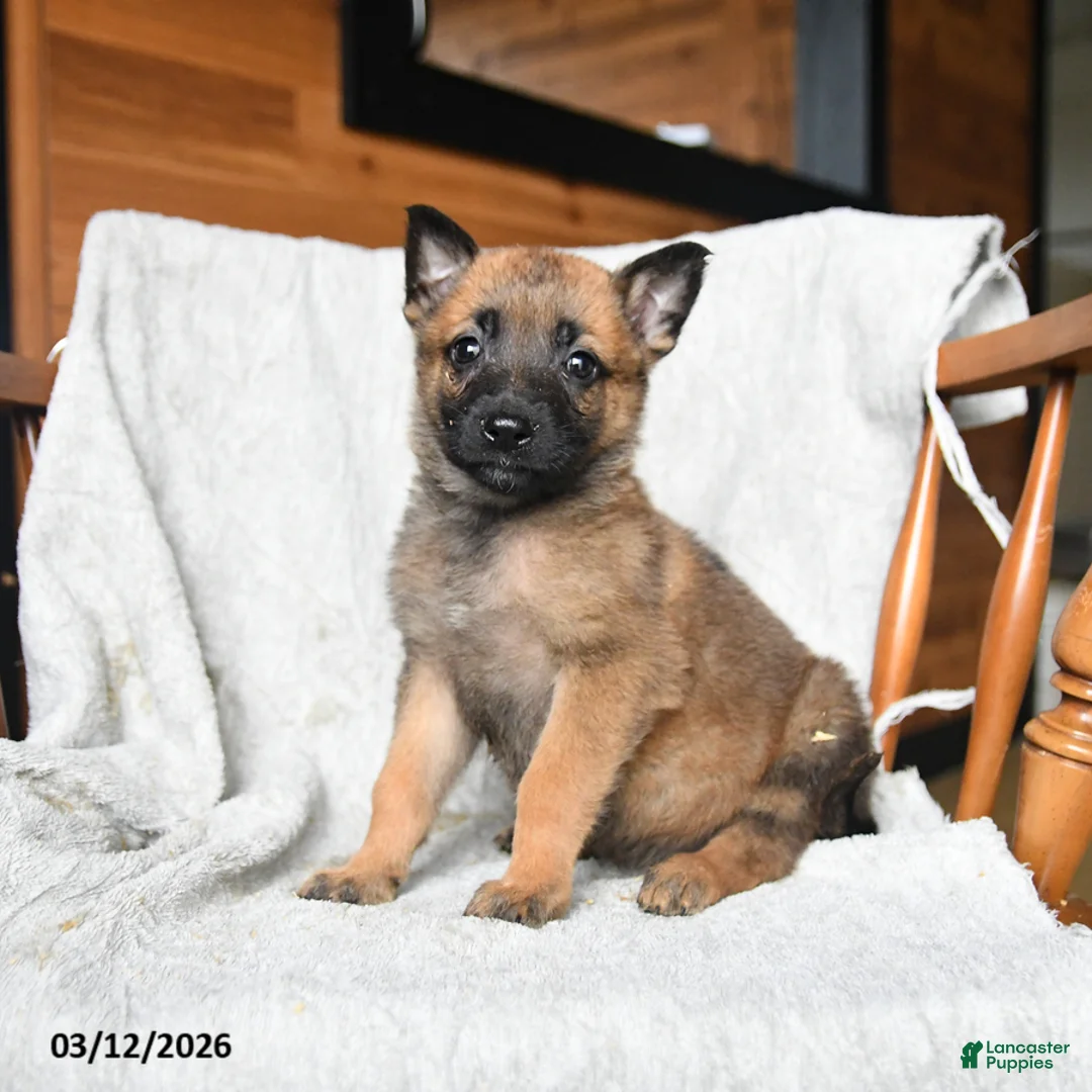 Mixed Breed dogs for sale: Tilly - Ad 1