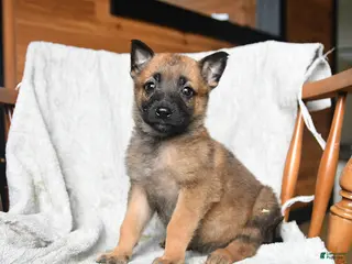 Mixed Breed dogs for sale: Tilly - Ad 1