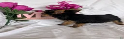 Yorkshire Terrier dogs for sale: Yorkshire Terrier Puppy 3 - Ad 4