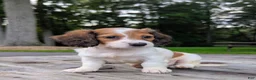 Dachshund dogs for sale: Luna - Ad 3