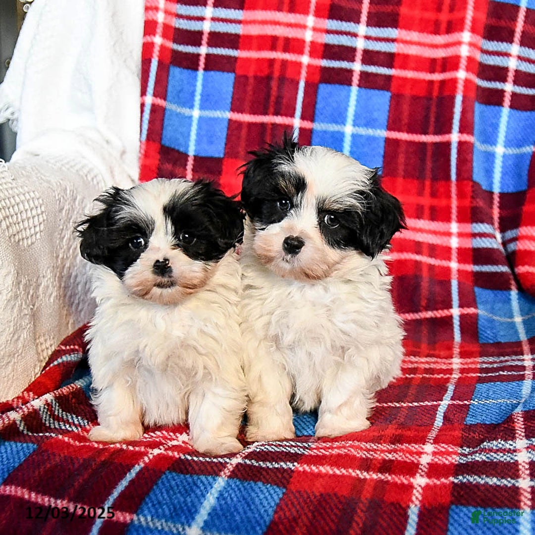 Malshi dogs for sale: Snoopy - Ad 5