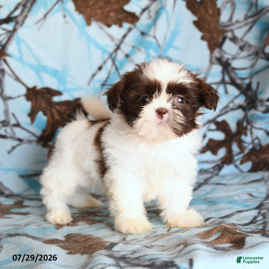 Shih Tzu dogs Red Panda - Ad 1