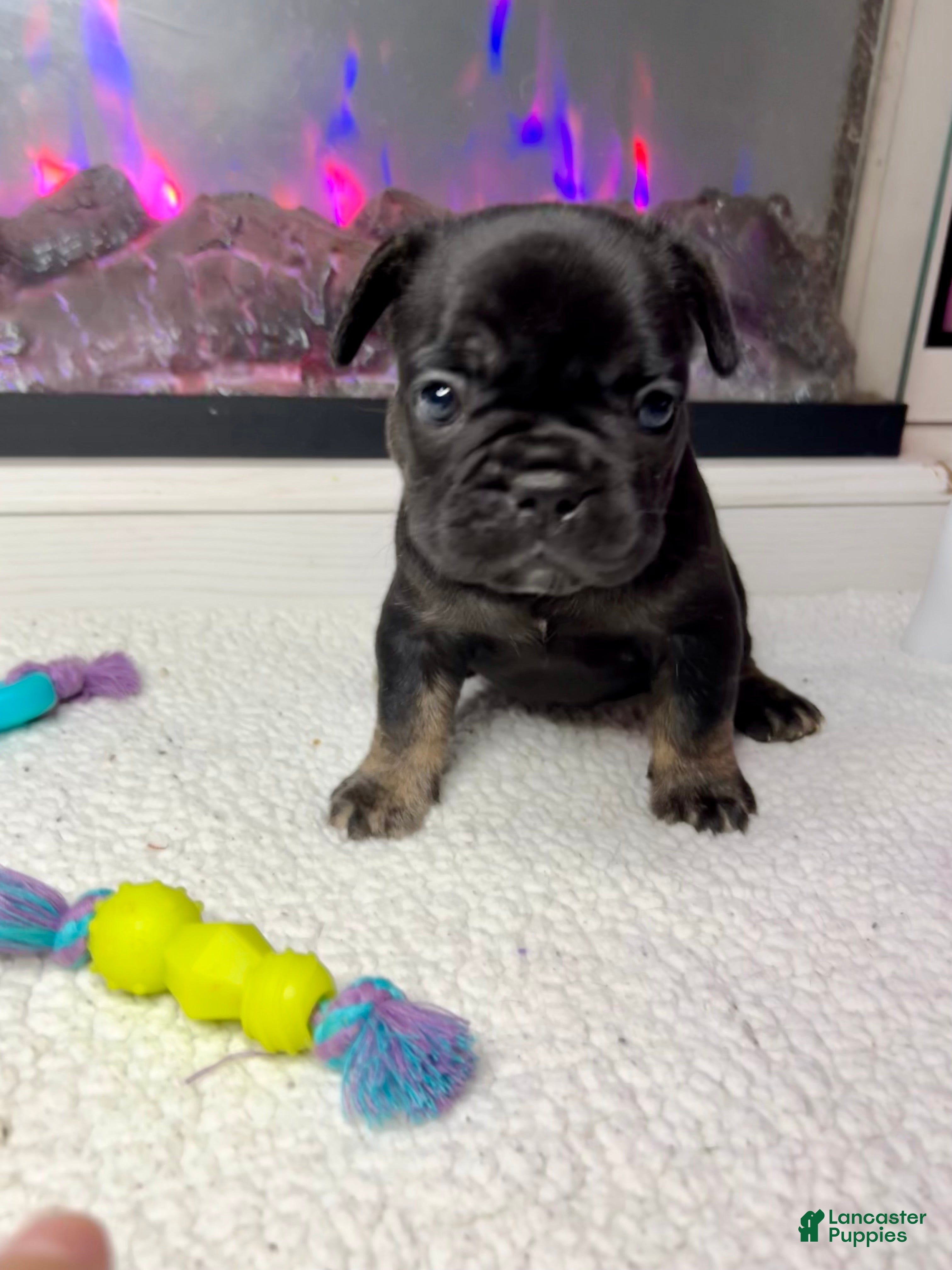 French Bulldog dogs Clove - Ad 30