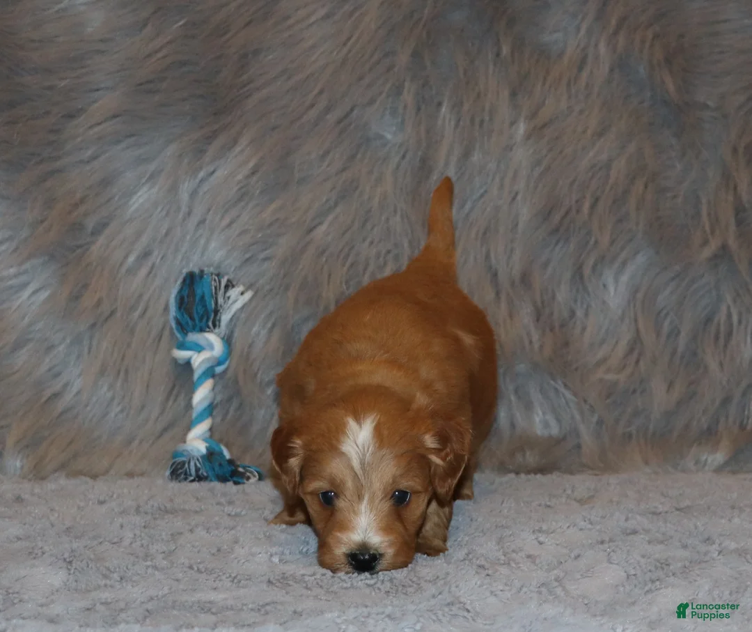 Mini Goldendoodle dogs for sale: Winslow 💙 Genetic Clear Parents - Ad 16
