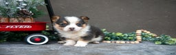 Welsh Corgi Pembroke dogs for sale: Charlotte - Ad 3