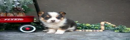 Welsh Corgi Pembroke dogs for sale: Charlotte - Ad 3