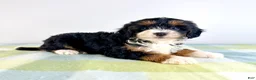 Bernedoodle dogs for sale: Buzz - Ad 10