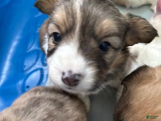 Welsh Corgi Pembroke dogs Welsh Corgi Pembroke Puppy 2 - Ad 26